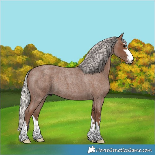 Horse Color:Silver Blue Roan 