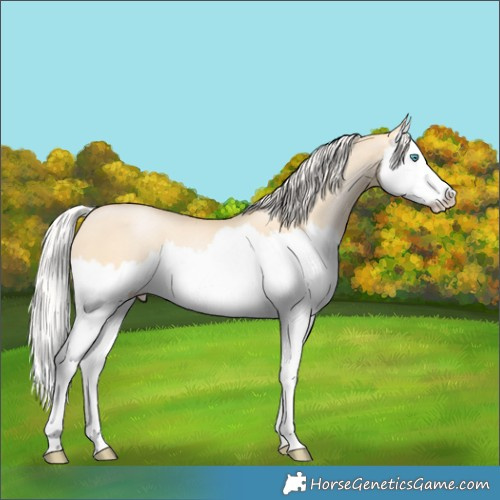 Horse Color:Silver Buckskin Pearl Dun Splash 