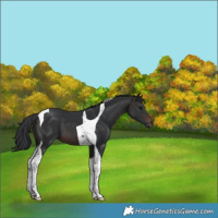 Horse Color:Brown Tobiano 