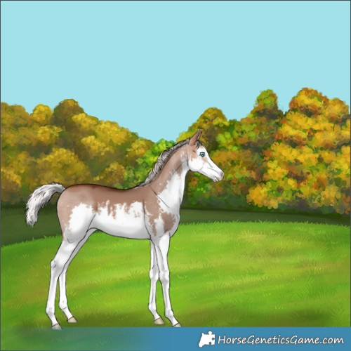 Horse Color:White Spotted Silver Bay Dun Splash