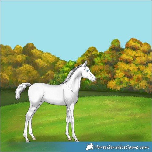 Horse Color:White Spotted Perlino Splash