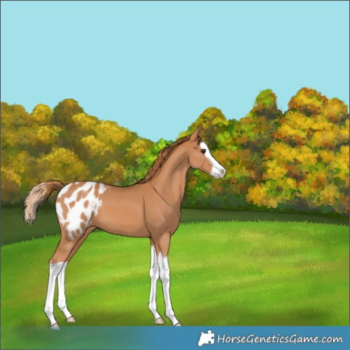 Horse Color:Chestnut Splash Appaloosa 