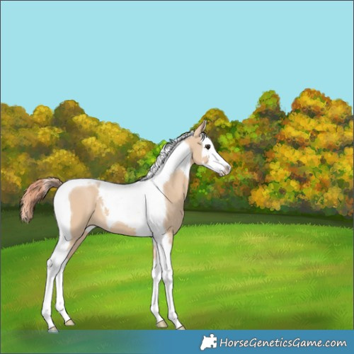Horse Color:Red Dun Splash Tobiano 