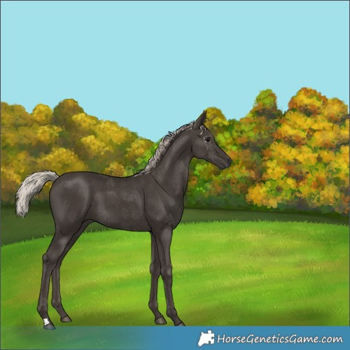 Horse Color:Gray Silver Black