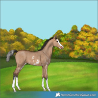 Horse Color:Bay Dun Sabino Splash