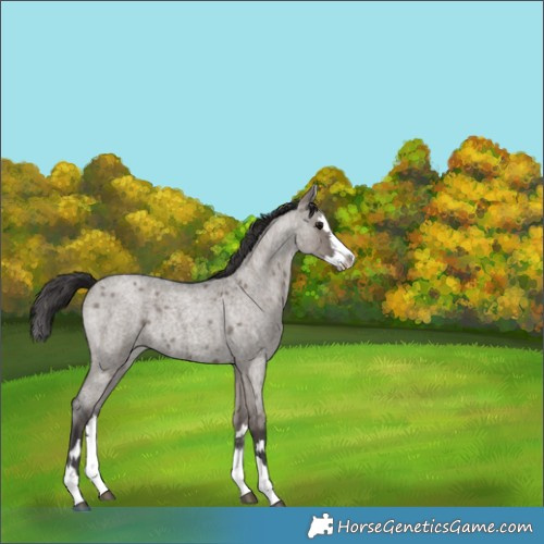 Horse Color:Smoky Grullo Roan Splash