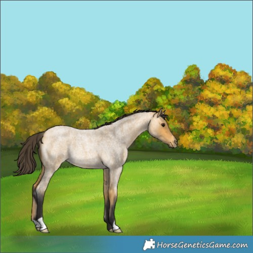 Horse Color:Buckskin Roan Rabicano
