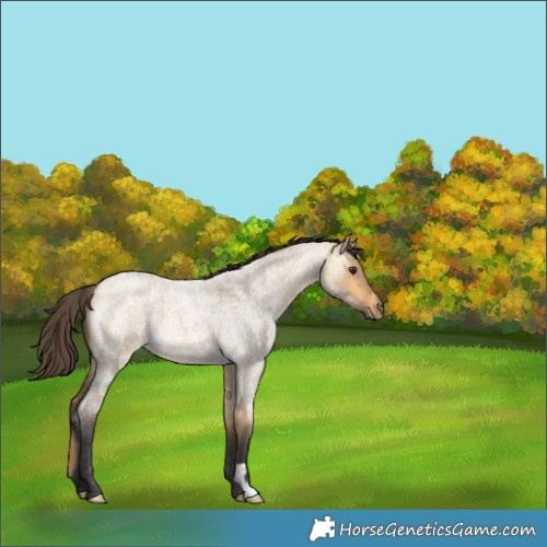 Horse Color:Buckskin Roan Dun 