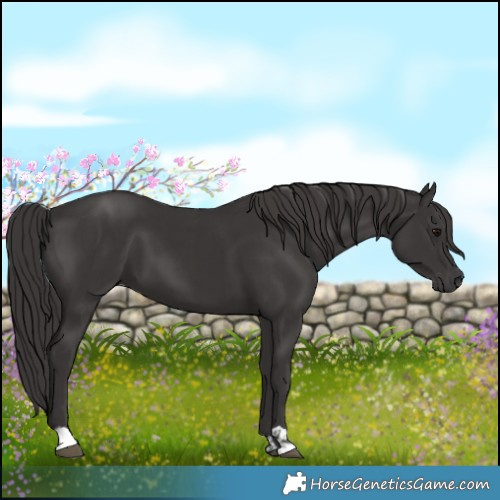 Horse Color:Smoky Black and Smoky Black