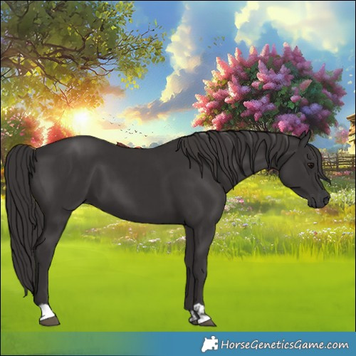 Horse Color:Smoky Black  and Smoky Black 