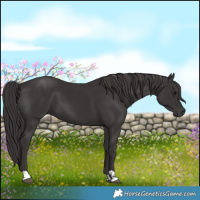 Horse Color:Smoky Black  and Smoky Black 