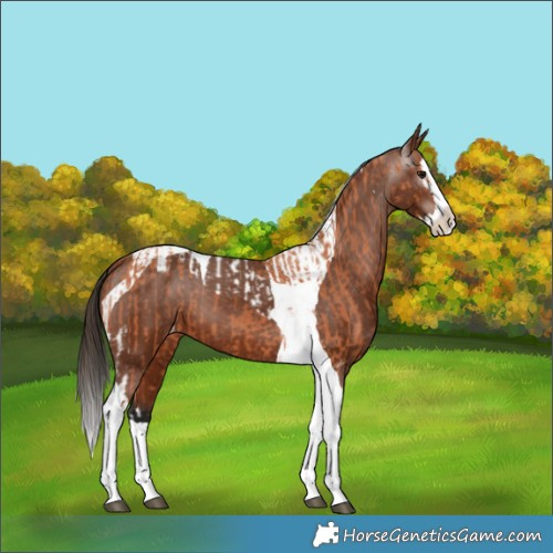 Horse Color:Bay Splash Tobiano Appaloosa and Gray Bay Splash Tobiano Appaloosa