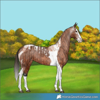 Horse Color:Bay Splash Tobiano Blanket and Gray Bay Splash Tobiano Blanket