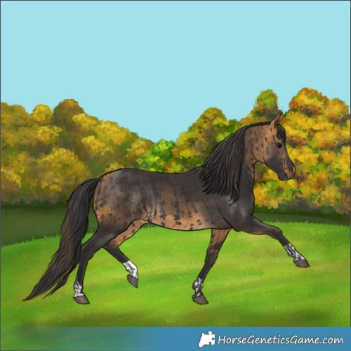 Horse Color:Smoky Black  and Buckskin 
