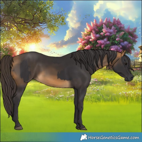 Horse Color:Smoky Black  and Buckskin 