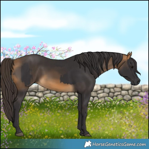 Horse Color:Smoky Black and Buckskin