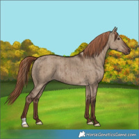 Horse Color:Liver Red Dun Brindle