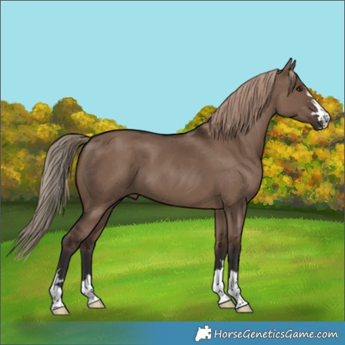 Horse Color:Liver Red Dun 