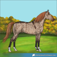 Horse Color:Liver Red Dun Brindle 