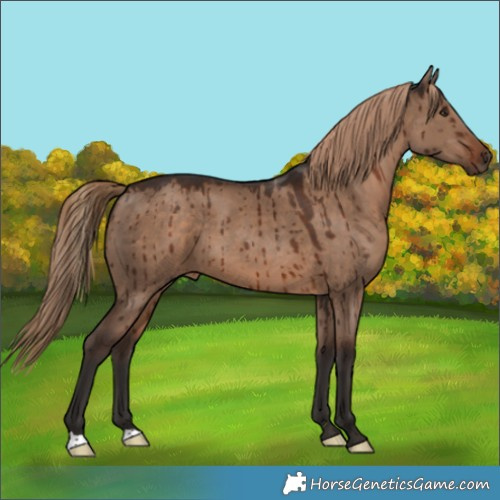 Horse Color:Liver Red Dun Brindle 