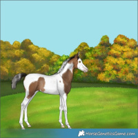 Horse Color:Gray Amber Champagne Splash Tobiano Varnish Rabicano 