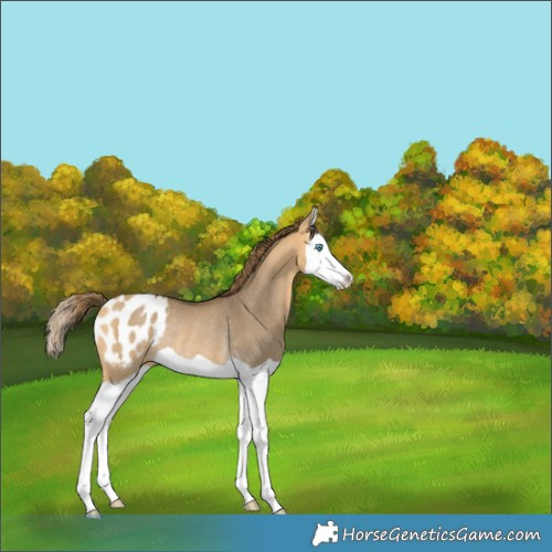 Horse Color:Buckskin Dun Splash Appaloosa Rabicano 