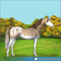Horse Color:Buckskin Dun Splash Appaloosa Rabicano 