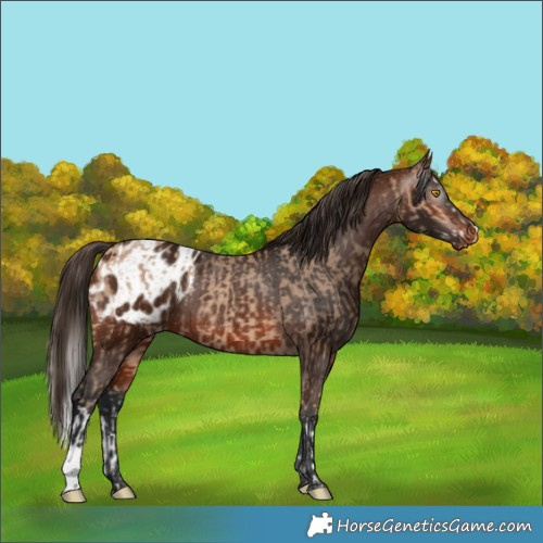 Horse Color:Amber Champagne Splash Rabicano  and Gray Bay Appaloosa Rabicano 