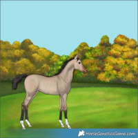 Horse Color:Bay Dun Rabicano 