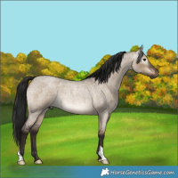 Horse Color:Gray Brown Roan Dun  and Gray Brown Roan Dun Rabicano 