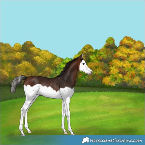 Horse Color:Gray Bay Splash Frame Rabicano 