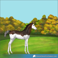 Horse Color:Gray Bay Splash Frame Rabicano 