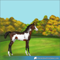 Horse Color:Gray Bay Frame 