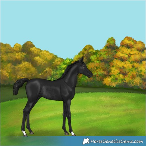 Horse Color:Gray Black Rabicano 