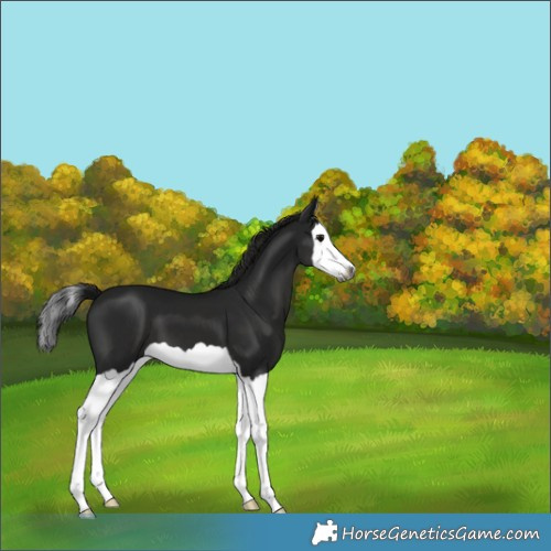 Horse Color:Gray Black Splash 
