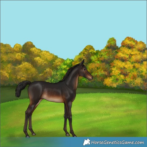 Horse Color:Gray Brown Rabicano 