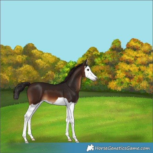 Horse Color:Gray Bay Splash 
