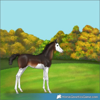 Horse Color:Gray Bay Splash