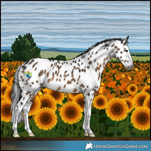 Horse Color:Gray Brown Dun Splash Leopard Brindle 