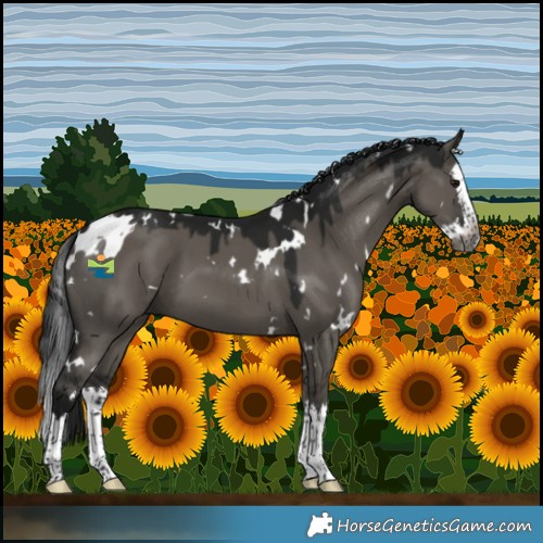 Horse Color:Gray White Spotted Grullo Splash 