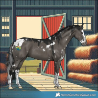 Horse Color:Gray White Spotted Grullo Splash 