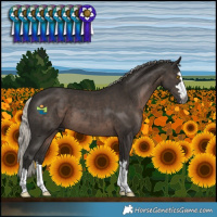 Horse Color:Gray Silver Black