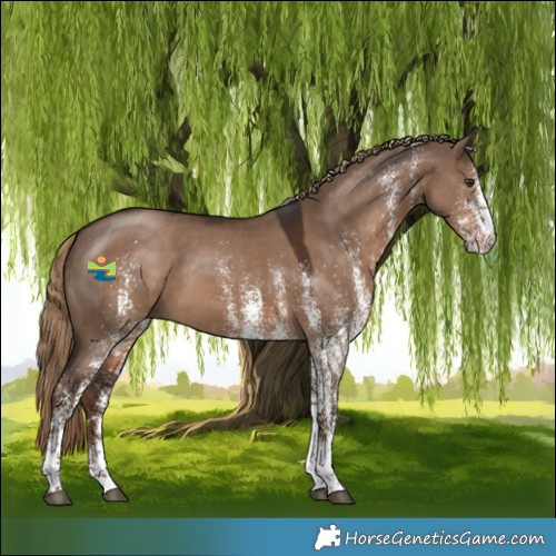 Horse Color:White Spotted Liver Red Dun 