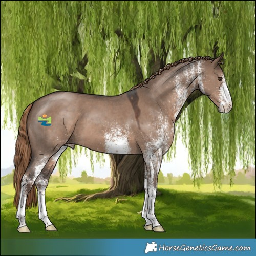 Horse Color:White Spotted Liver Red Dun