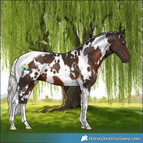 Horse Color:White Spotted Silver Brown Tobiano 