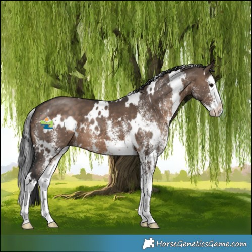 Horse Color:White Spotted Brown Dun Splash 