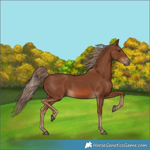 Horse Color:Chestnut 