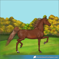 Horse Color:Chestnut 
