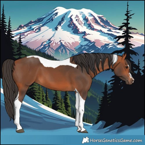 Horse Color:Bay Tobiano