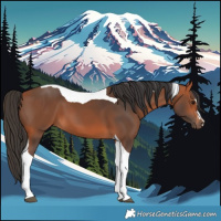 Horse Color:Bay Tobiano